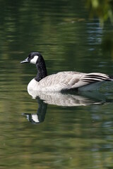 Canadian Goose at a migratory pond