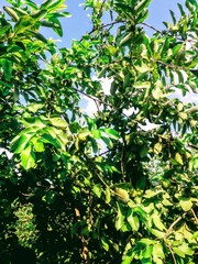green guava leaves in the sun background with fruit