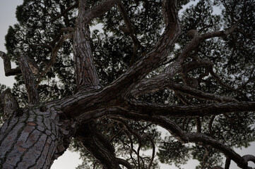 trunk