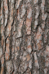 Old pine-tree bark. Closeup. Macro.