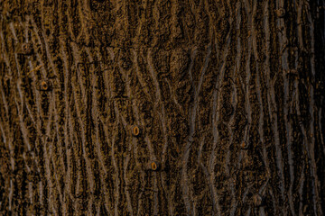 texture of the bark