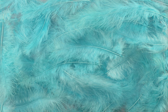 Background - small light turquoise plumes situated irregularly © Owl_photographer