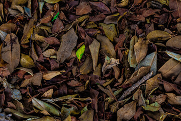 dry leaves on the ground