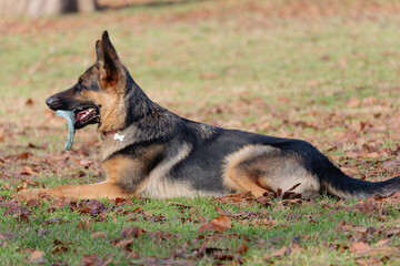 Cute German Shepherd lying in the grass in the park with a frisbee in his mouth