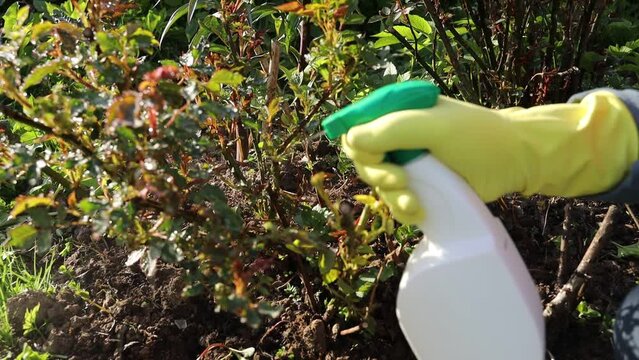 treatment in the garden of young shoots of roses from aphids and insect pests