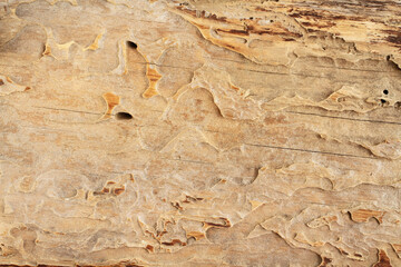 Texture - old light brown corroded wood