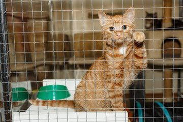 Little red kitten is sitting in a cage at the shelter