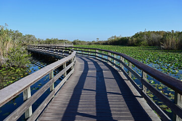 Fototapeta premium Anhinga Trail boardwalk in Everglades National Park on calm sunny morning over sawgrass and water lilies.