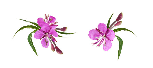 Set of pink epilobium flowers, buds and green leaves in a floral arrangements isolated on white or transparent background