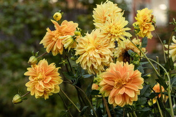 Dahlia yellow and orange flowers in garden