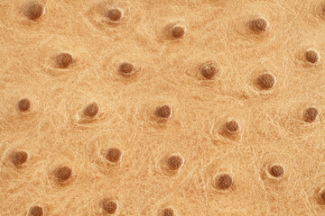 Cow leather treated as light brown ostrich leather. Texture. Closeup