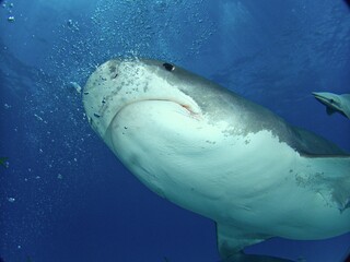 Tiger Shark portrait from below