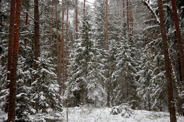 Spruce and pine forest after a snowfall on a cold winter day, selective focus