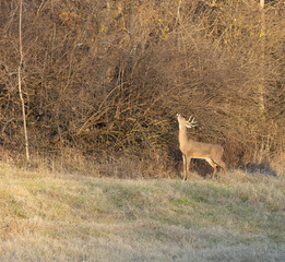 Obraz na płótnie Canvas Bucks chilling out in an open field near the woods