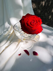 Dark red rose in the glass on the white background