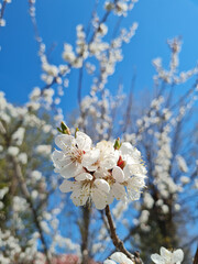 Blossom white flowers of spring on the blue background of sky