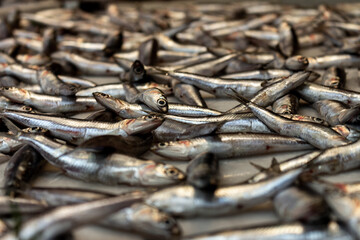 Selective focus. Numerous small sardines in the market.