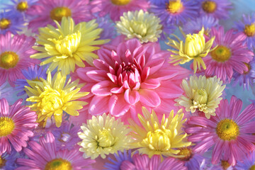 Dahlia. Summer flowers. Autumn pink purple yellow violet chrysanthemum Flowers. Postcard . Floral banner. Top view. Texture and background. Abstract background. Close up beautiful chrysanthemums