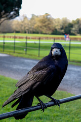 Black crow in daylight. Birds in the park.