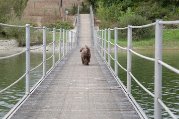 Spanish Water Dog Walking away on Bridge, Spain