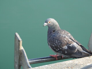 Pigeon on a metal ladder against the background of water