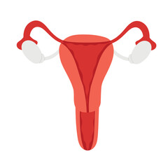 Female reproductive system. Organs location Uterus and ovaries. Flat vector illustration