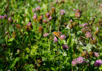 Painted Lady (Vanessa Cardui) Butterfly perched on pink flower in Zurich, Switzerland