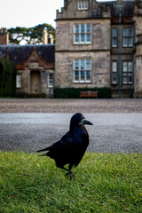 Black crow in daylight. Birds in the park.