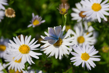 Obraz na płótnie Canvas Common Blue (Polyommatus icarus) butterfly sitting on a white daisy in Zurich, Switzerland