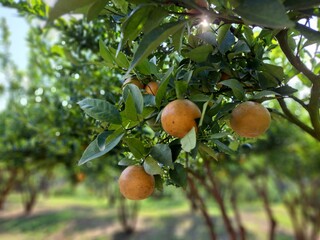 Oranges on a tree