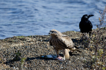 Black-eared kite Milvus migrans lineatus eating a fish. Lake Yamanako. Yamanakako. Yamanashi Prefecture. Honshu. Japan.