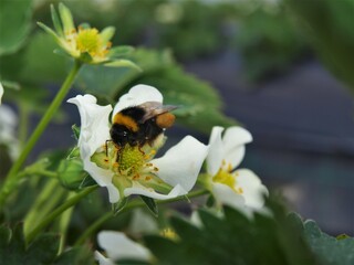 Bumblebee on strawberry flower