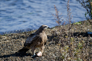 Black-eared kite Milvus migrans lineatus with a fish. Lake Yamanako. Yamanakako. Yamanashi Prefecture. Honshu. Japan.