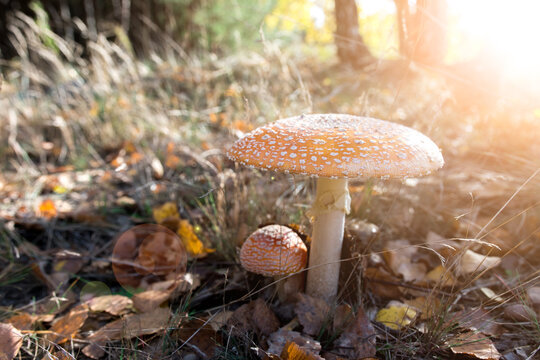 horizontal photo of a fly agaric in the middle of an autumn park