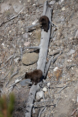 Black bear cubs on log