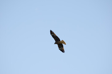 Black-eared kite Milvus migrans lineatus in flight. Lake Yamanako. Yamanakako. Yamanashi Prefecture. Honshu. Japan.