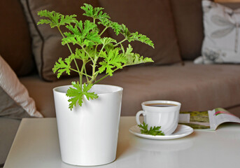 Pelargonia pachnąca (Pelargonium graveolens) w białej doniczce na stoliku, kącik wypoczynkowy,...