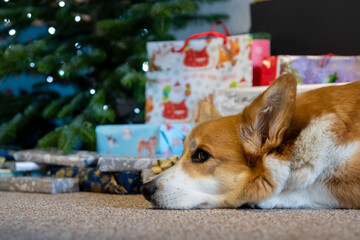 corgi with presents