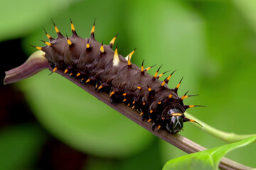 caterpillar on a leaf