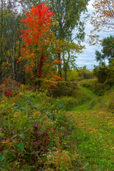 Winding hiking path through the Michigan woodland during the fall color season