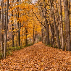 autumn in the forest