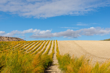 Cultivated Andalusian field of green asparagus in rows on a sunny autumn day - obrazy, fototapety, plakaty