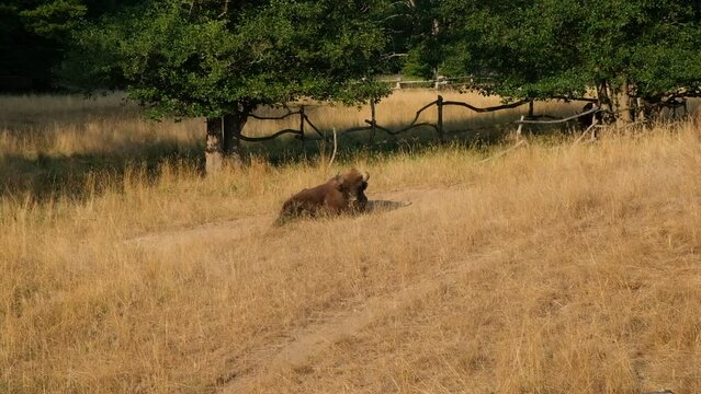 Buffalo rolling on the ground