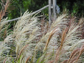 A close-up view of decorative grasses resembling a fine string