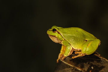 Obraz premium Small green frog European tree frog. Hyla arborea