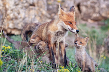 Naklejka na ściany i meble Red fox Vulpes vulpes in the wild