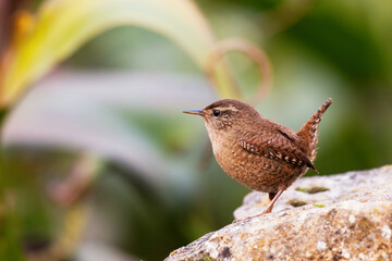 Eurasian Wren Troglodytes troglodytes. Wild bird in a natural habitat