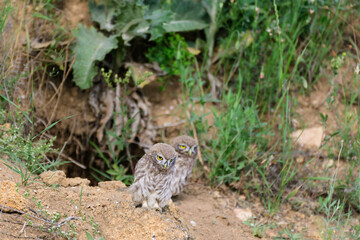 Bird Little owl in natural habitat Athene noctua