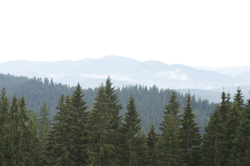 Carpathian mountains in Ukraine and the needle forest on the hills.