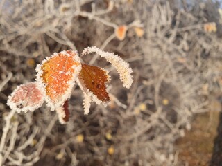 First frost in the morning, frozen leaves